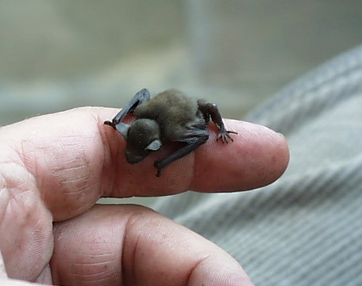 Свиноносая летучая мышь самое маленькое в мире млекопитающее